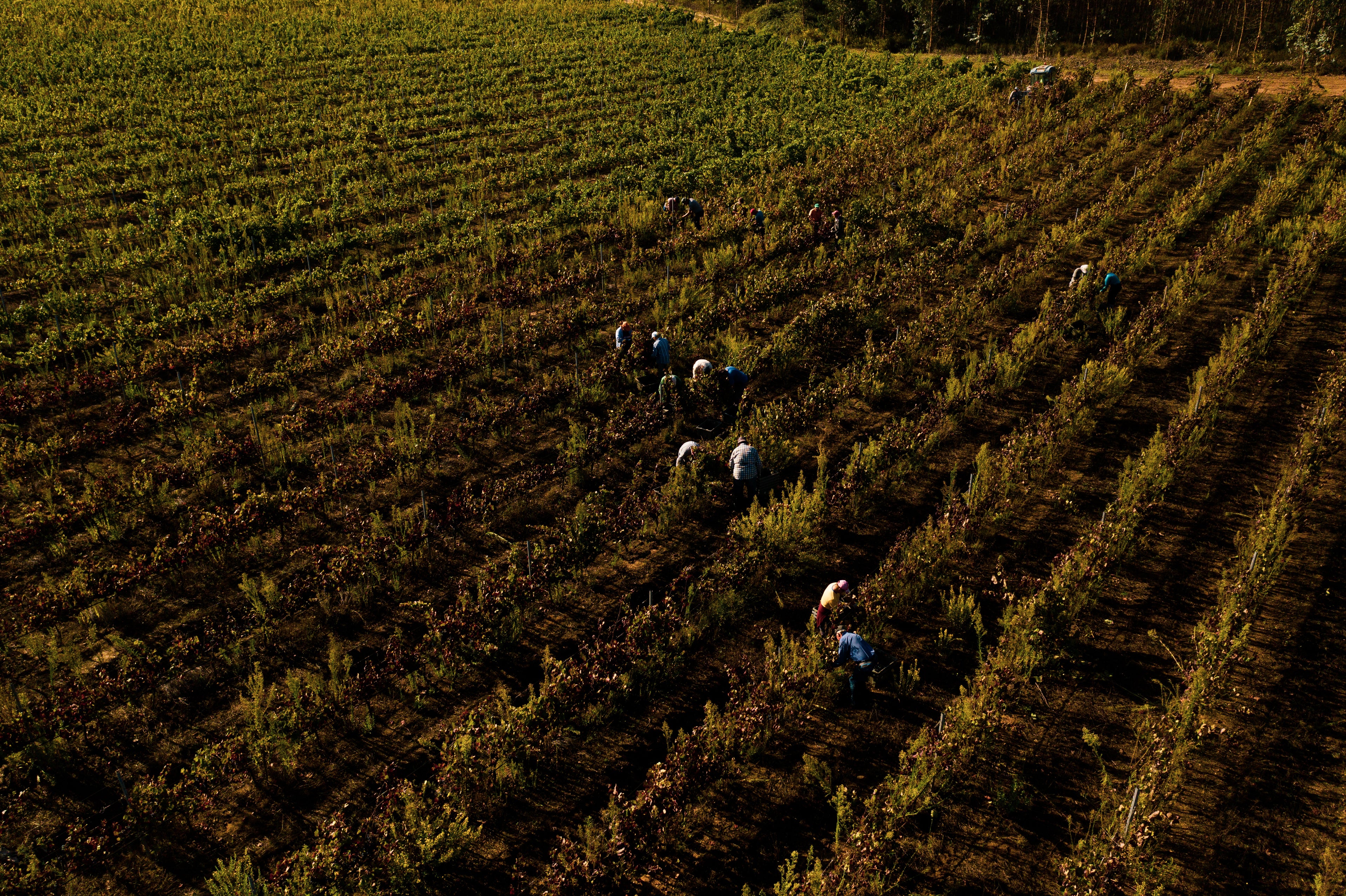Vale dos Vinhedos